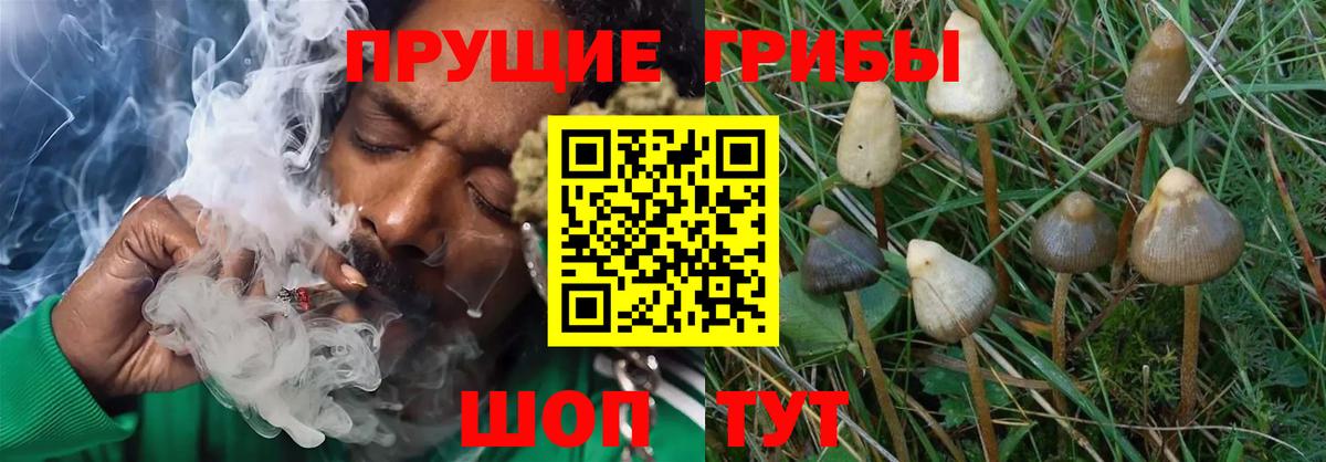 Псилоцибиновые грибы мицелий  Вход с VPN  Донецк 